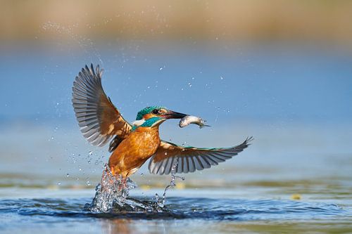 IJsvogel - In een flits