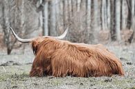 Schotse Hooglander in Amsterdamse Bos van Photography by Cynthia Frankvoort thumbnail