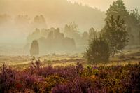 Hochsaison in der Lüneburger Heide | Hoogseizoen op de Lüneburger Heide