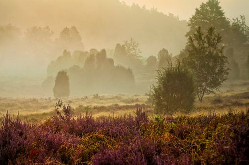 Du fer dans les landes de Lunebourg.