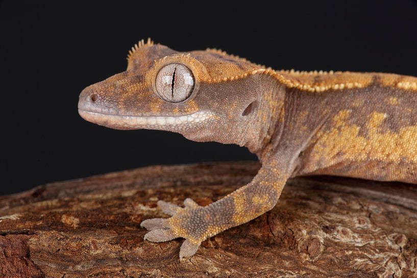 Gecko à cils (Correlophus ciliatus) par Ronald Pol