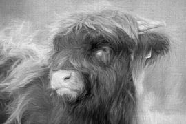 Scottish Highlander (calf) by Francis Dost