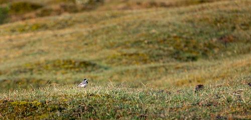 Kwikstaartje in het gras
