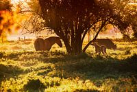 wild horses