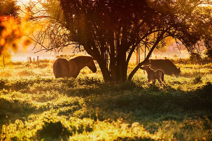 wild horses by anouk smit