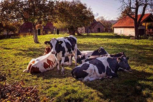 Ruminer à Cottessen