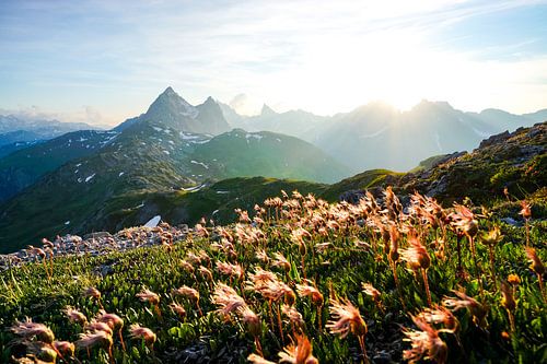 Bloemen in de Lechvallei met uitzicht op de Valluga