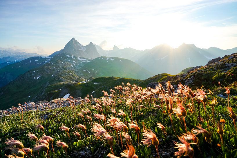 Flowers in the Lech valley with a view of the Valluga by Leo Schindzielorz