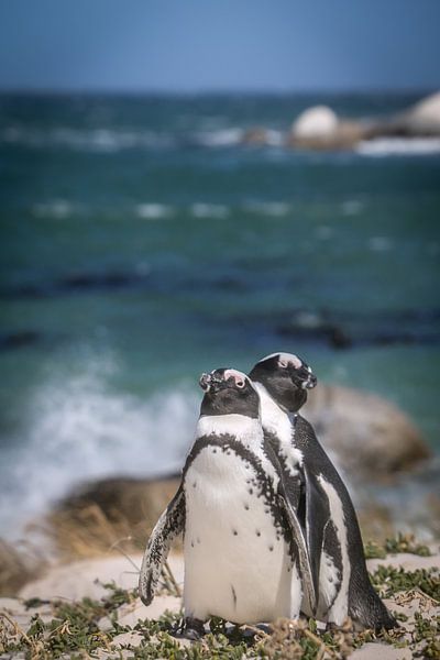 Penguins isolated on colorful and tropical background, wildlife by Original Mostert Photography