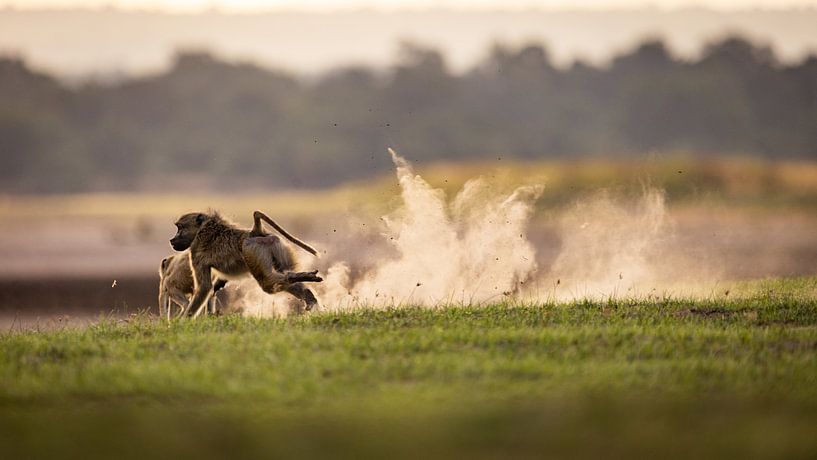 Running Baboons by Bob Hogenkamp
