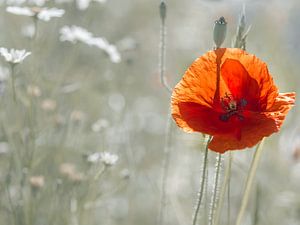 Romantische Mohnblume