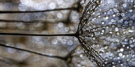 Panorama of a fluff of the morning star (Tragopogon) by Marjolijn van den Berg