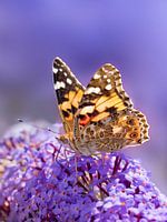 Macro photo thistle butterfly on purple background - colourful nature photography poster