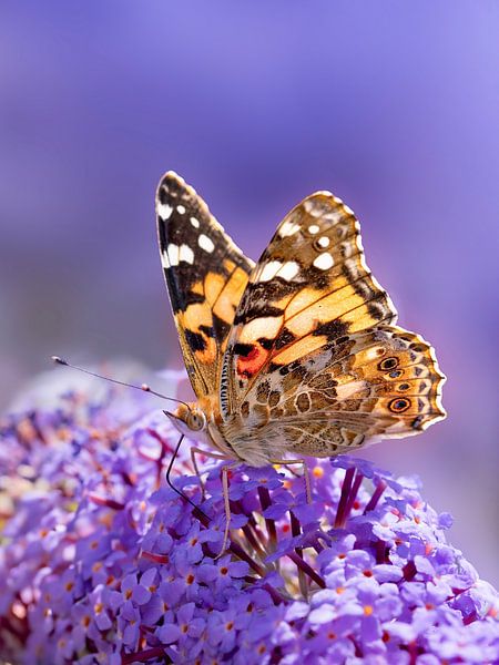 Macro photo thistle butterfly on purple background - colourful nature photography poster by Photography Liss