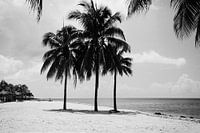 Three palm trees
