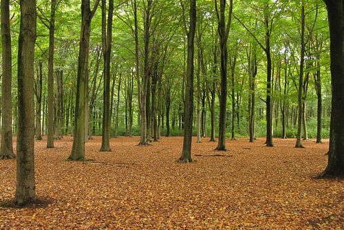 Tweekleurig beukenbos