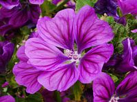 Bloem van een muskuskaasjeskruid.