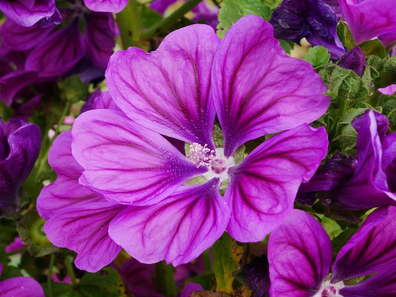 Blüte eines Moschus. von Wim vd Neut