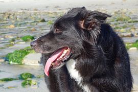 Un border collie noir et blanc au bord de la mer sur Theodor Decker