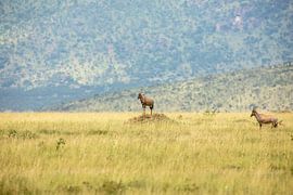 Waterbok by Gonda van Wijk