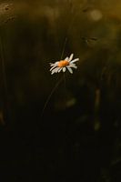 Pays-Bas - Marguerite dans le champ