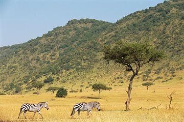 Zebras lopend over de savanne in het Masai Mara National Park, Kenia