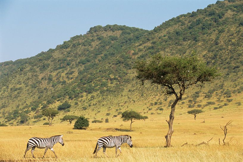 Zèbres marchant à travers la savane dans le parc national du Masai Mara, Kenya par Nature in Stock