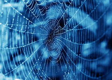 spinnenweb van Bo Valentino