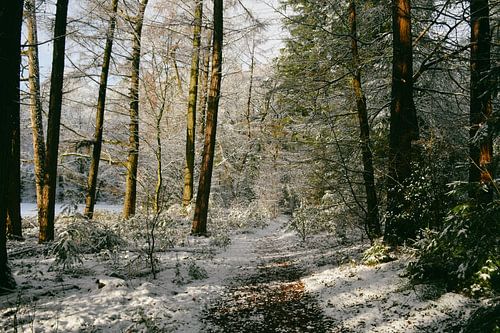 Winter wonderland op de Veluwe