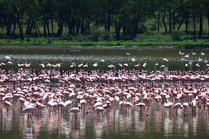 Flamingos von G. van Dijk