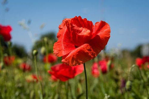 De Nederlandse klaprozen