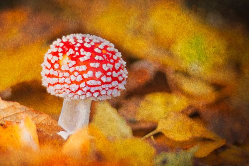Fliegenpilz malerisch
