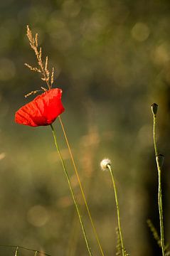 Poppy in the sun by Margot van den Berg