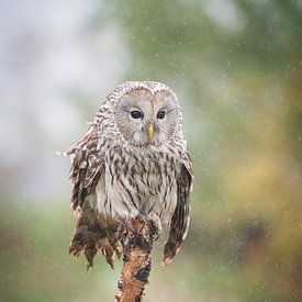 alte Eule von Andy van der Steen - Fotografie