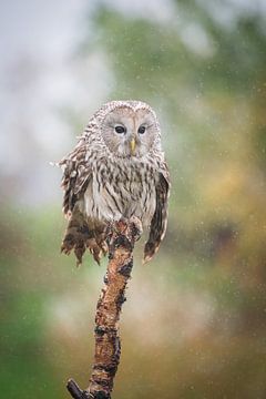 ancient owl
