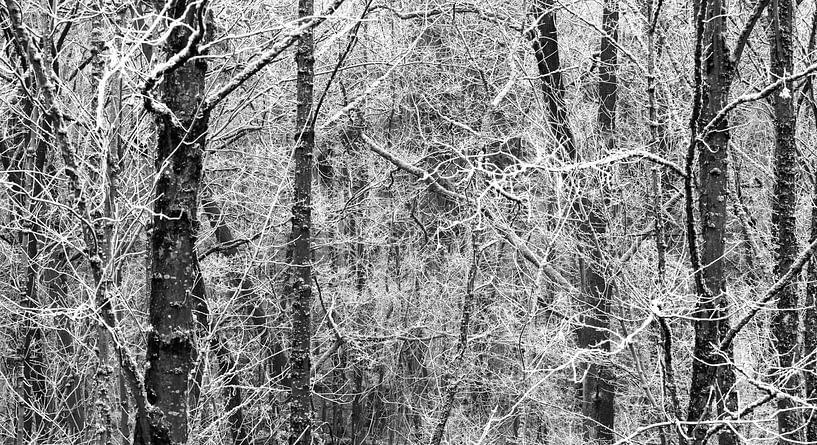 Winterwald von Thomas Jäger