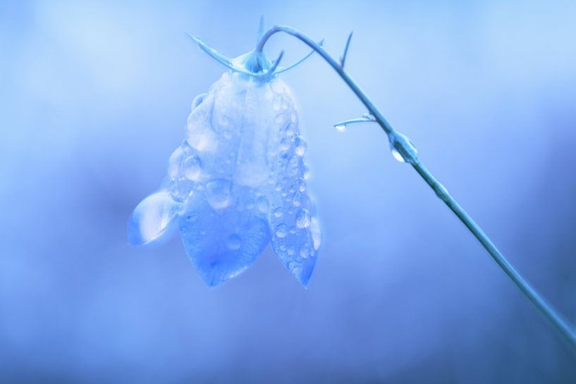 ins Blaue von BoClicks