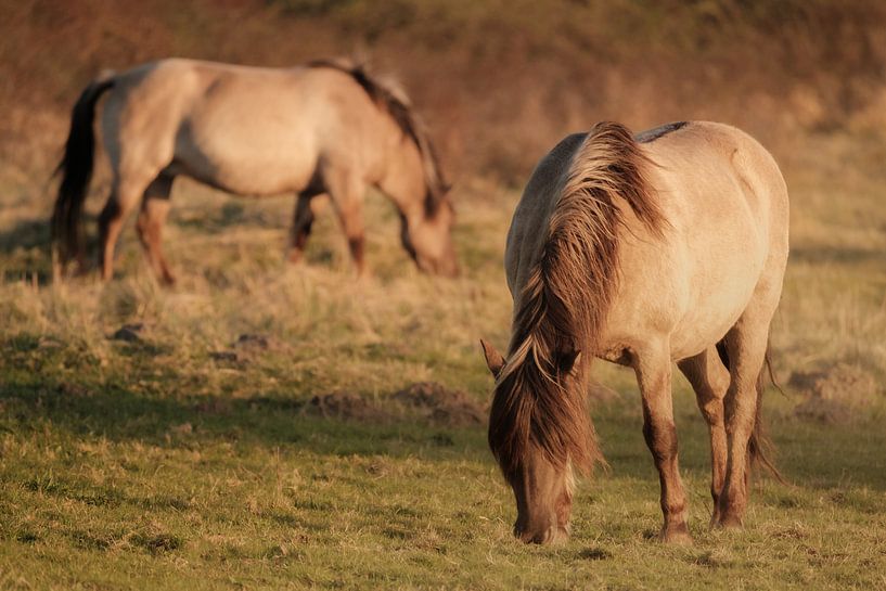 Konik horses in the evening light by Melissa Peltenburg