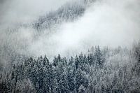 The Mountain Collection | Gloomy Forest