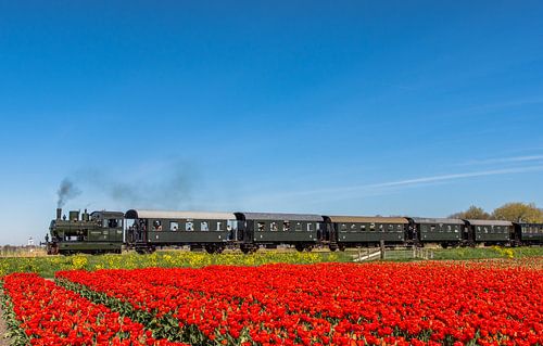 SHM LTM-26 tulpenveld