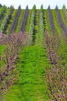 Symmetrisches Feld mit Pfirsich, Weintrauben und Äpfeln