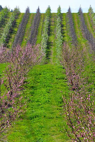 Symmetrisches Feld mit Pfirsich, Weintrauben und Äpfeln