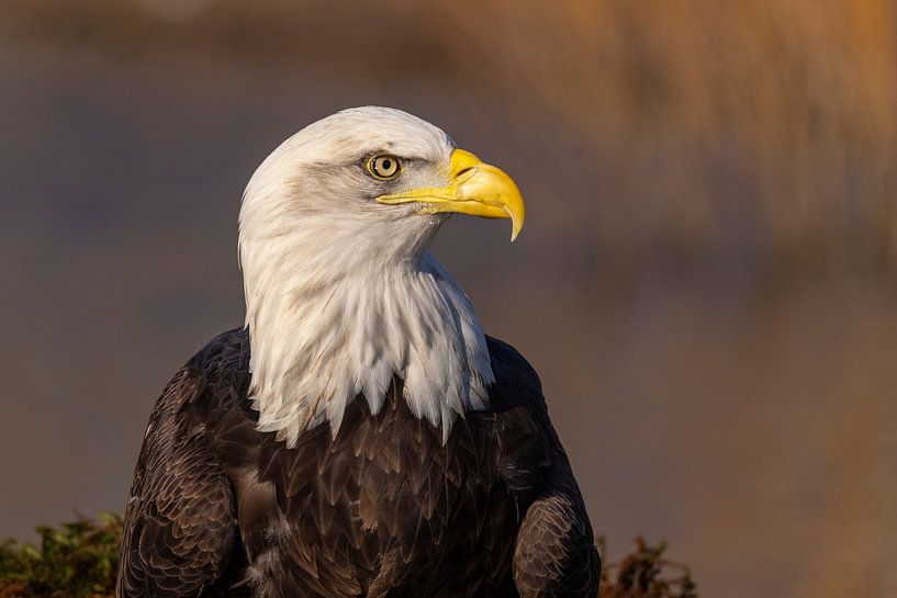 American bald eagle or Bald Eagle (Haliaeetus leucocephalus) by Gert Hilbink