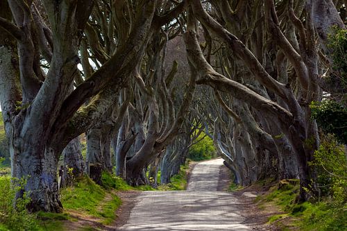 The Dark Hedges