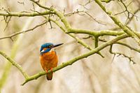 IJsvogel