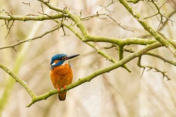 Kingfisher by Marianne Jonkman