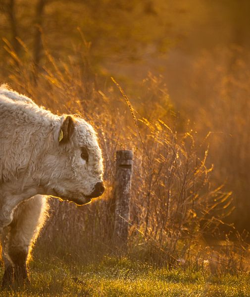 cow steam by natascha verbij