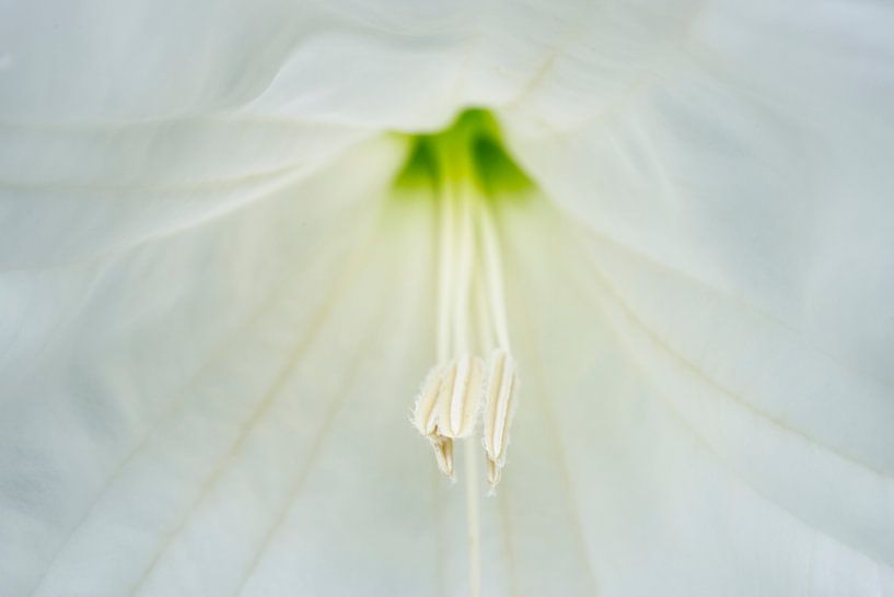 Moonflower Stamen Macro by Iris Holzer Richardson