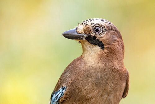 Gaai (Garrulus glandarius)