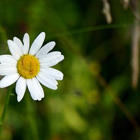 Frische Margerite im Morgenlicht von Wouter van der Pluym